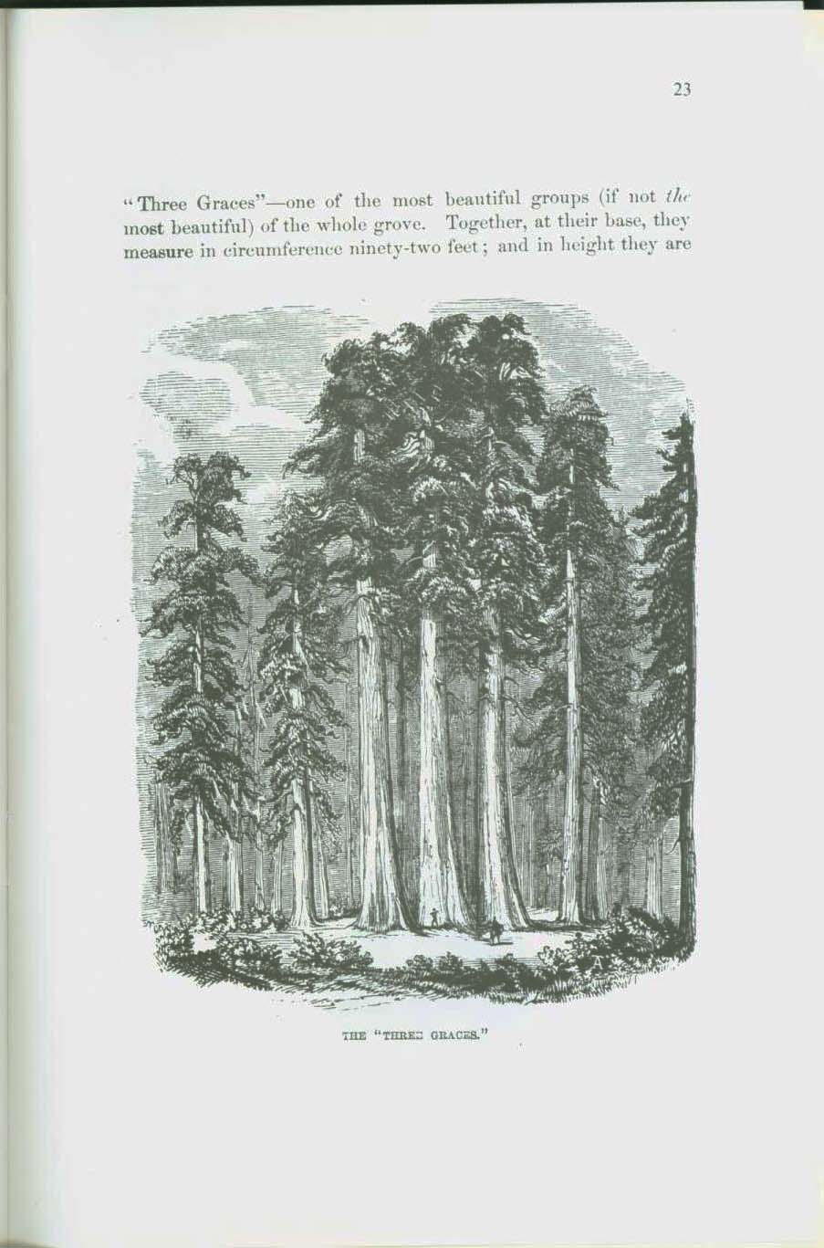The Mammoth Trees of Calaveras. vist0050h